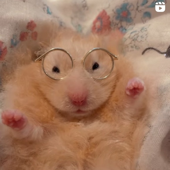 Meet your Posher, Lynette - Picture 1 of 1